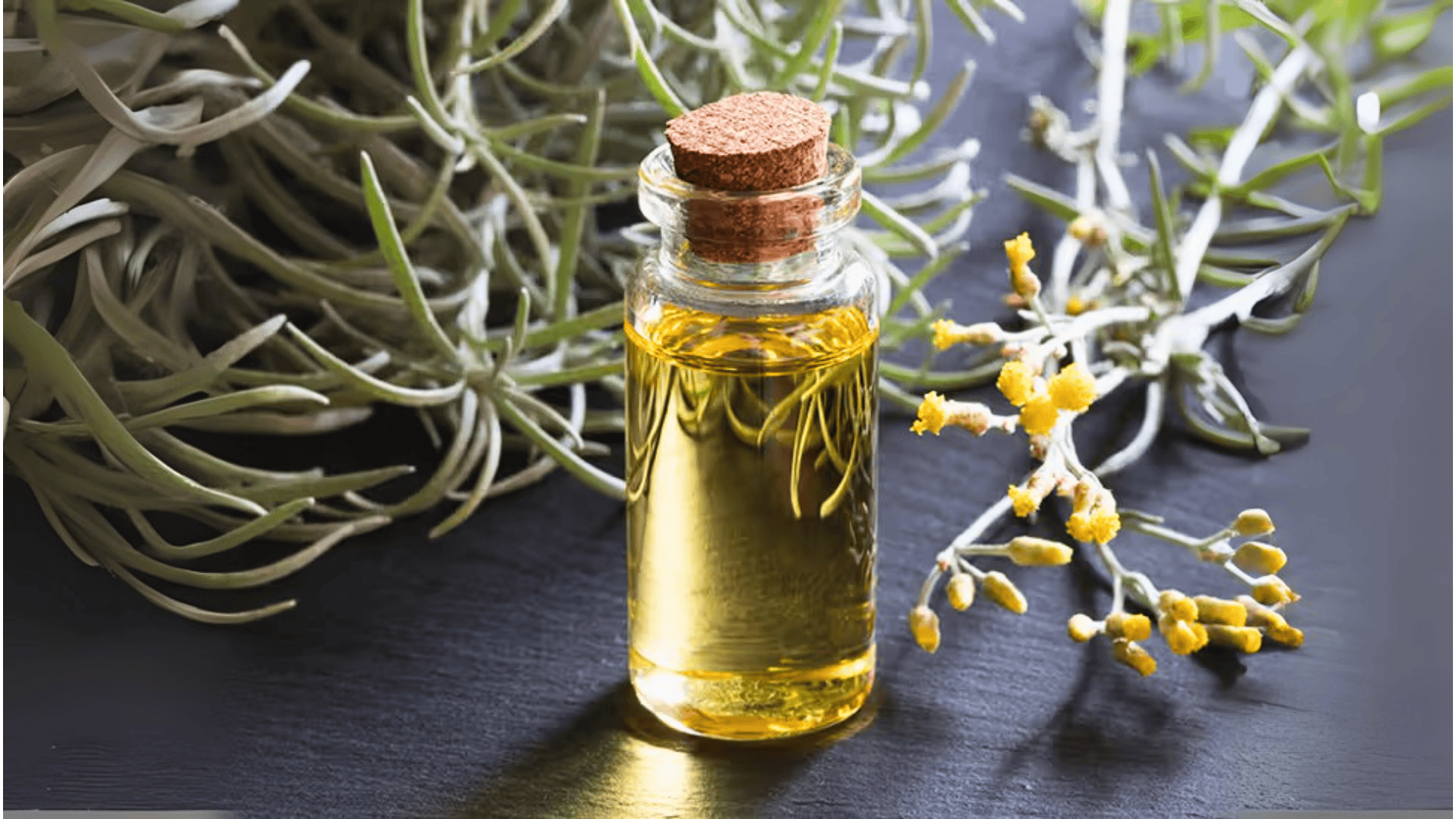 What is Helichrysum Oil Good For- Benefits and Uses