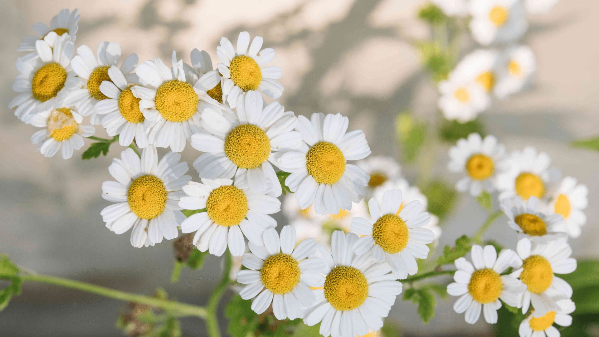 chamomile (1)