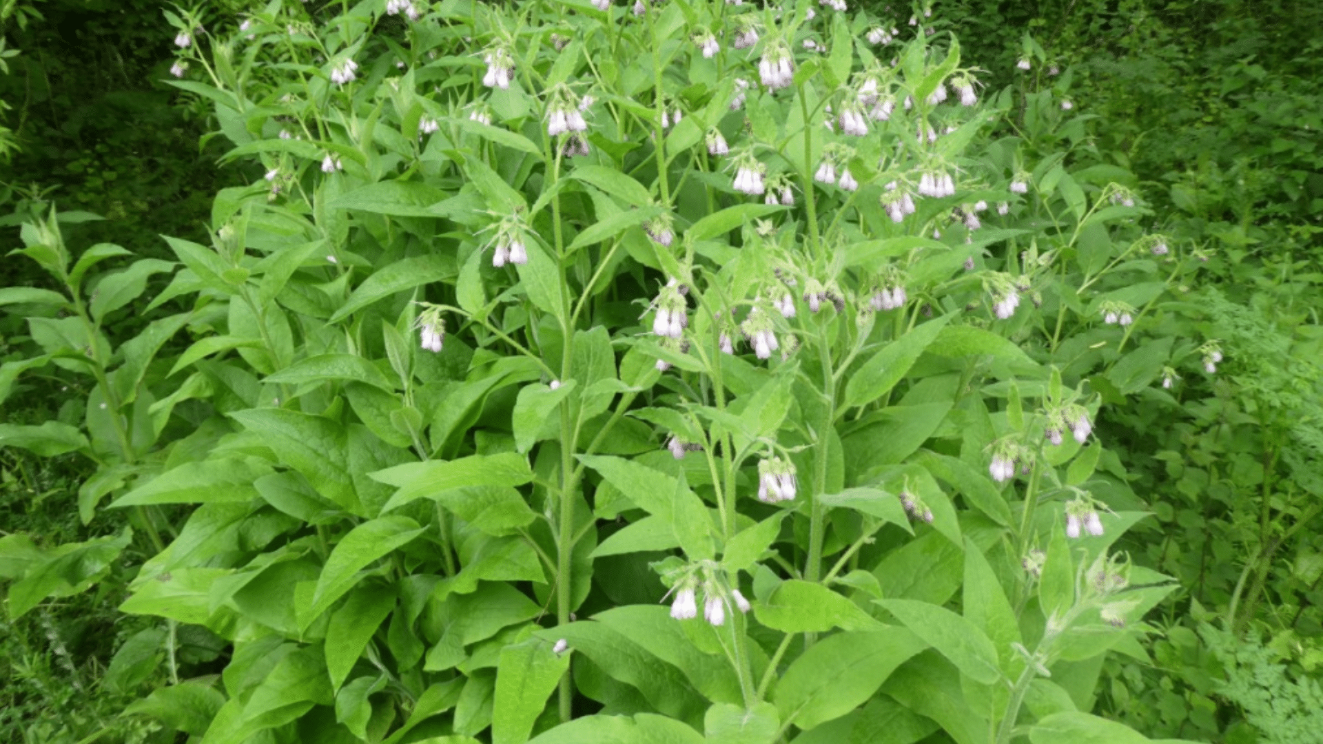 comfrey