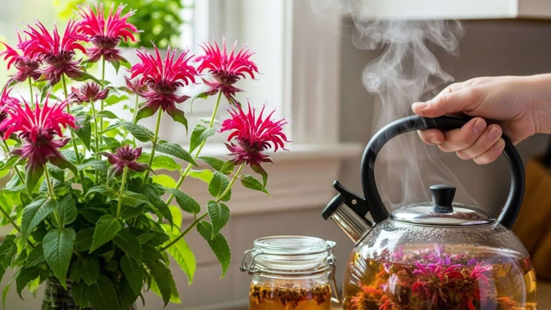 practical-applications-of-bee-balm