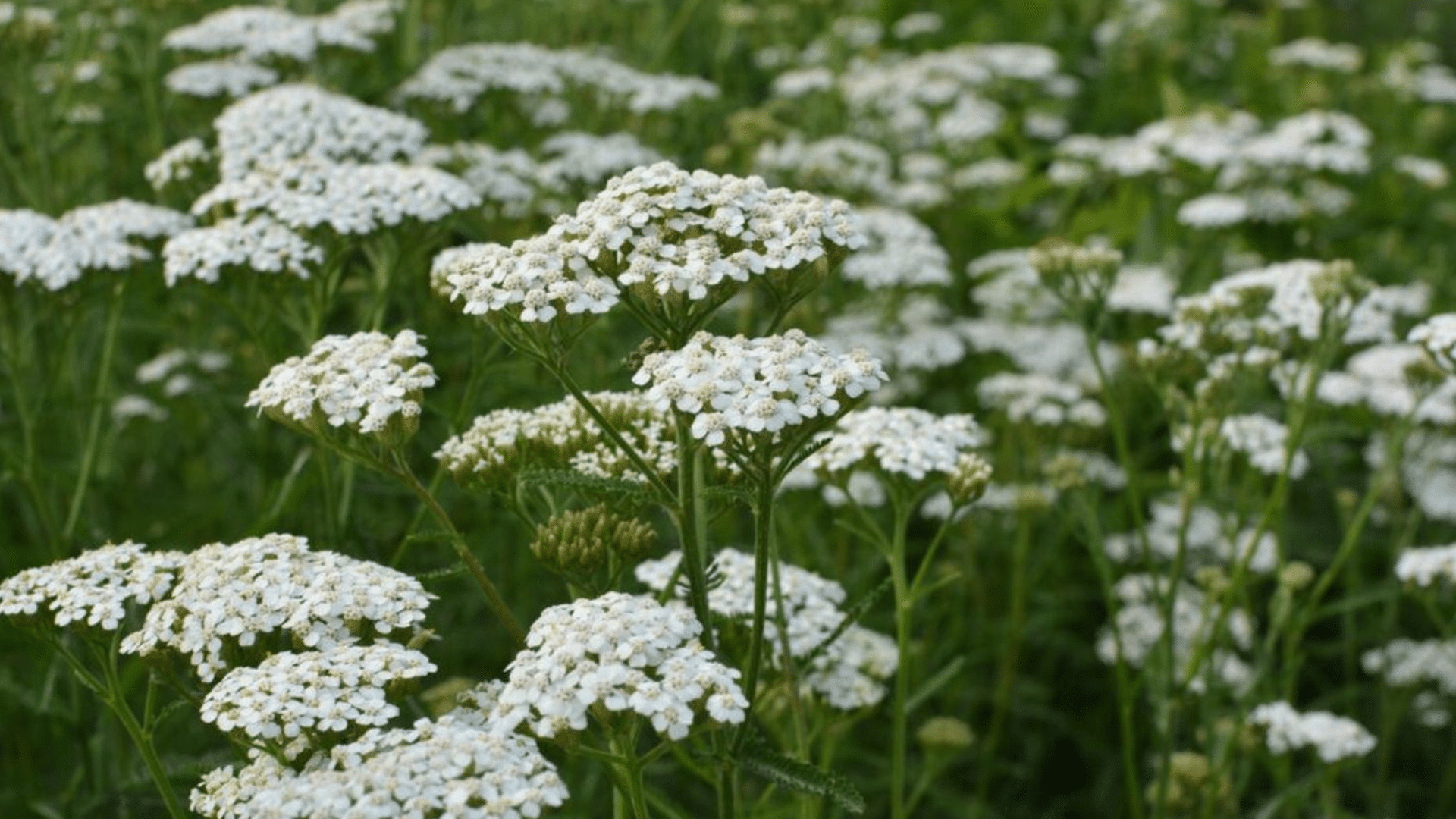 yarrow